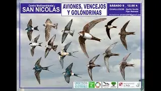 Charla de Medio Ambiente Aviones vencejos y golondrinas 9 mayo 2020