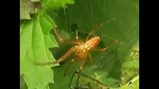 S&eacute;duction chez les Metellina