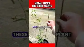 Metal PLANT Support STICKS #plantslover #plantscare #shorts