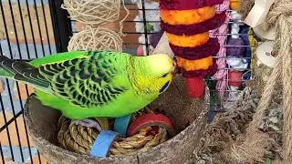 7 hours of budgie sounds for relaxation