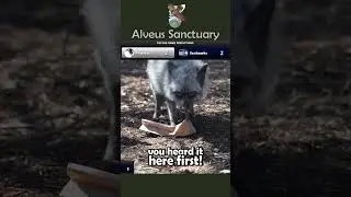 Our animal ambassadors had a blast with this year's Big Game predictions