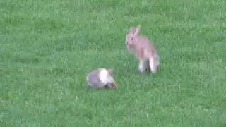 Jumping bunnies