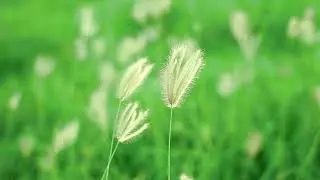 💚 Close up view of grass Flower | NCNC | Non Copyrighted Nature Clips