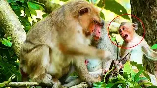 Terrible Cry Of Baby Button Cos Afraid Of Briana Monkey Wants To Attack A Little Baby Monkey