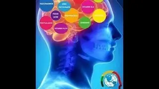 What Is Brain Fuel Plus?