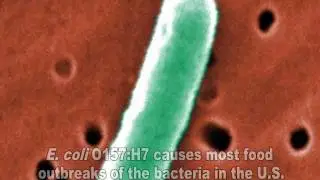 E.  coli  Video