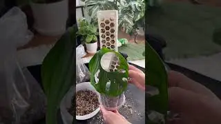 Sammaltolpan kokoaminen ja t&auml;ytt&ouml; (Plantscraper)