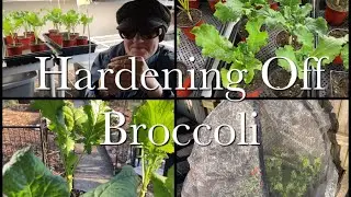 How to Harden Off Broccoli Rabe (Rapini) | Broccoli Rabe (Rapini) Series  Episode 4