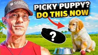 Dog Won&rsquo;t Eat? Try THIS to Boost Food Drive!