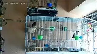 My goldfinch singing beautifully 😍 #goldfinch #birds #animals #love #nature #aviary #canary