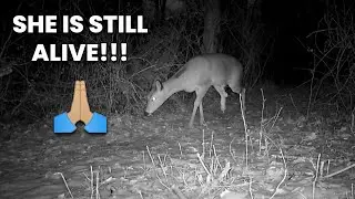 COLD NOVEMBER 4K TRAIL CAM CLIPS