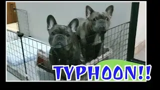 French Bulldog during typhoon in the Philippines | #KardingPH