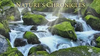 Unwind with Nature's Flow | Nature's Calming Embrace