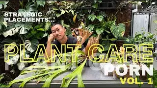 Extreme Plant Care Focusing On Placement, Organization and Repotting | Plant Care Porn Vol. 1