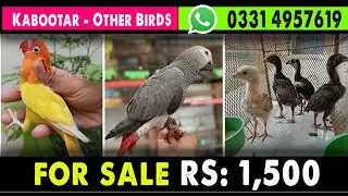 Mianwali aseel chicks ||Mix pigeon||Love Bird's|African Gray parrot  In Punjab|Contact 0331 4957619