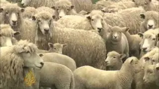 New Zealand sheep farming industry facing crisis