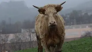 Old Glossop - Bulls Head. A short film Piece.