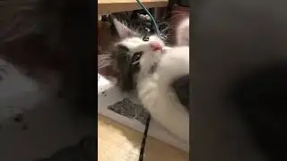 Hi i&rsquo;m Baby Chewiii😽💓 and i have so much fun! 😼 #foryou #fy #cats #mainecoonemix...