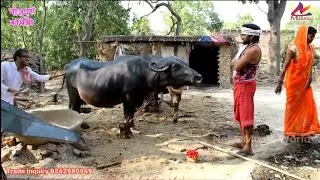 Bhojpuri Comedy | भईस दुध ना देले बुढ़ा पुजा कारे नारियल अगरबत्ती से  | khesari 2, Neha ji | HD VIDEO