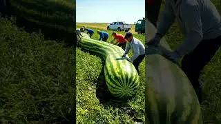 Farmer Harvest Super Long Watermelon Like Snake 🍉😲 #shortsfeed #farming