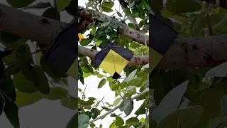 Bye bye kite || #kite #kiteflying #basantpanchami #kiteflyinglover #comedy #silentcomedy