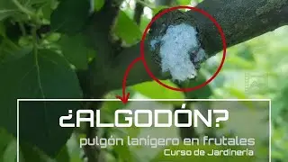 C&oacute;mo identificar 🧐 y controlar la plaga del pulg&oacute;n lanigero 🌱 en los frutales [v77] Jardiner&iacute;a | LdN