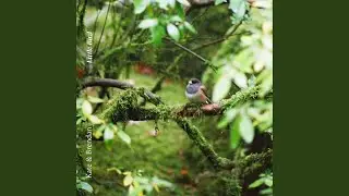 Little Bird