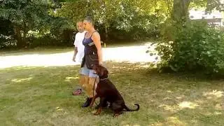 Cartier Charm Focus Dobermann R&uuml;de male triple champion body character properties dog sport training