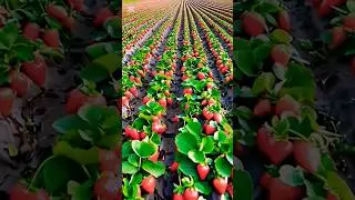 Powerful Fruits for Heart Health