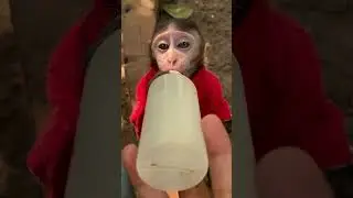 Best time drink mild in the morning |  Cute and Funny Monkey Videos Compilation