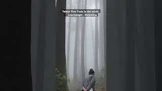 Tallest Pine Trees in the world📍 Darjeeling # #darjeelingsightseeing # #travel