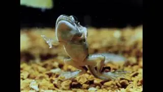 75.  Tadpoles II: Metamorphosis