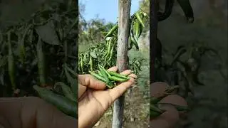 I am picking fresh chillies #nature #farming #chilli #shorts
