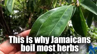Best Way to Make Soursop Leaf Tea | Benefits of Soursop #soursop #jamaicanbushtea