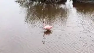 Flamenco - Flamingo
