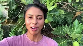 How to identify a ma’afala breadfruit tree