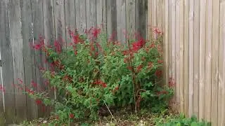 Salvia Elegans 'Pineapple Sage' 11.15.25