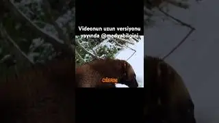 Kutup Porsuğu Doğanın En Vahşi Hayvanı | Wolverine #medyabilgini  #wolverine