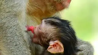 OMG..! SO WONDER NEWBORN BABY MONKEY FIND MILK.! BABY BEST MILK ON CHEST MUM.