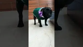 pug barking 😍