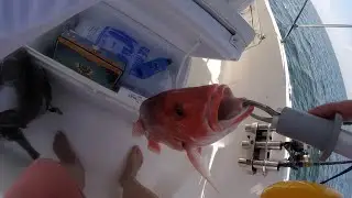 Catching RED Snapper LIMIT in 25 FOW