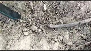 Mimosa Hostilis Biggest Root Ever Seen