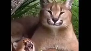 Шлёпа и Шлёпок кричат АБАДДОН