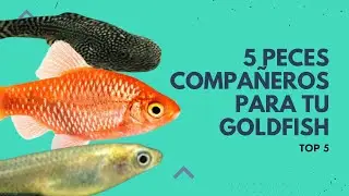 🐠 Descubre los 5 mejores compa&ntilde;eros de acuario para tu Pez Goldfish 🐠  #peces #aquarium