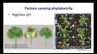 Webinar - Phytotoxicity: How is it caused and how can it be managed