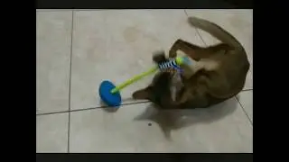 Sweet baby! Abyssinian kitten playing so cute! ( smartaby.com )