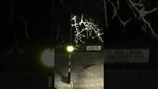 Foxes at night in St. John&rsquo;s Wood, London