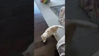 Simba's Ataxia - July 5, 2021