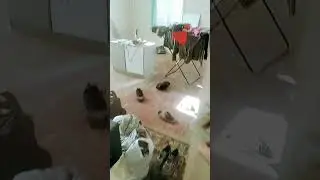 гиниально