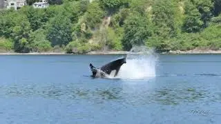 Bigg's Transient Orcas (T65A's) Frolicking In Port Washington Narrows